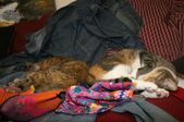 Enlarge photo 20