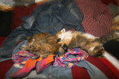 Enlarge photo 21