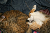 Enlarge photo 22