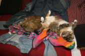 Enlarge photo 23