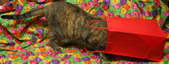Enlarge photo 8
