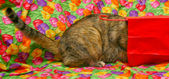 Enlarge photo 9