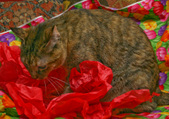 Enlarge photo 10