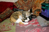 Enlarge photo 7
