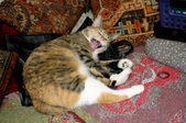Enlarge photo 9