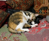 Enlarge photo 8