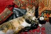 Enlarge photo 4