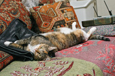 Enlarge photo 12