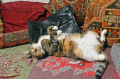 Enlarge photo 14