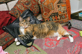 Enlarge photo 13