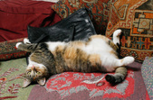 Enlarge photo 11