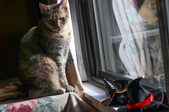 Enlarge photo 2