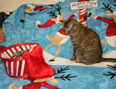 Enlarge photo 4