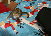 Enlarge photo 14