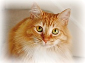 Terri's Katz