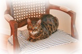 Zack, Nan's Cat
