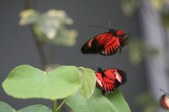 Butterflies Together