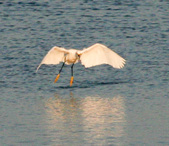 Dancing Snowy Egret