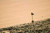 Lesser Yellow Legs