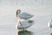 Shore Swans
