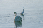 The Swans and the Egret