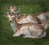 Action Wildlife Goshen CT