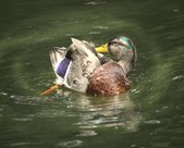 Enlarge photo 16