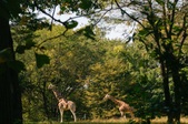 BRONX ZOO
