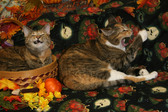 PEACHES & PAPRIKA SECTION