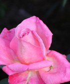 Elizabeth Park Roses June 19 09