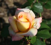 Enlarge photo 2