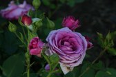 Enlarge photo 12