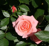 Marci's Roses