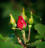 Enlarge photo 14