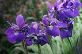 Gardens & Flowers
