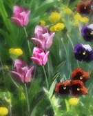 Tulip