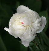 Steve's Garden