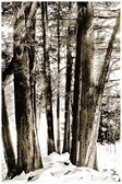 Trees and more trees