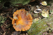 Enlarge photo 2