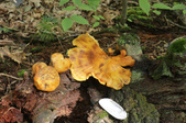Enlarge photo 3