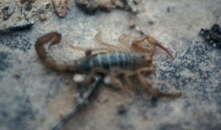 Enlarge photo 51