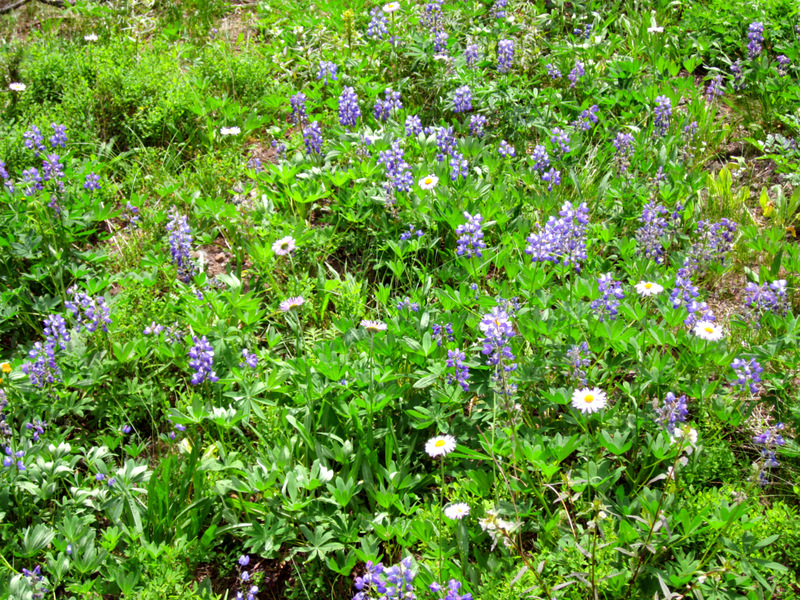 View Original Image
