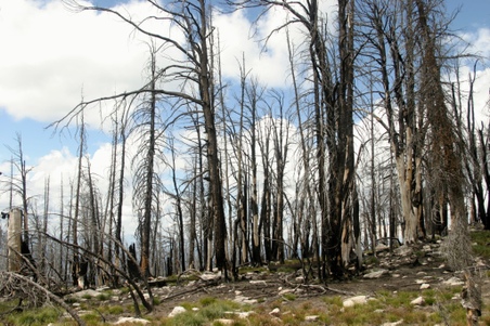 Enlarge photo 81