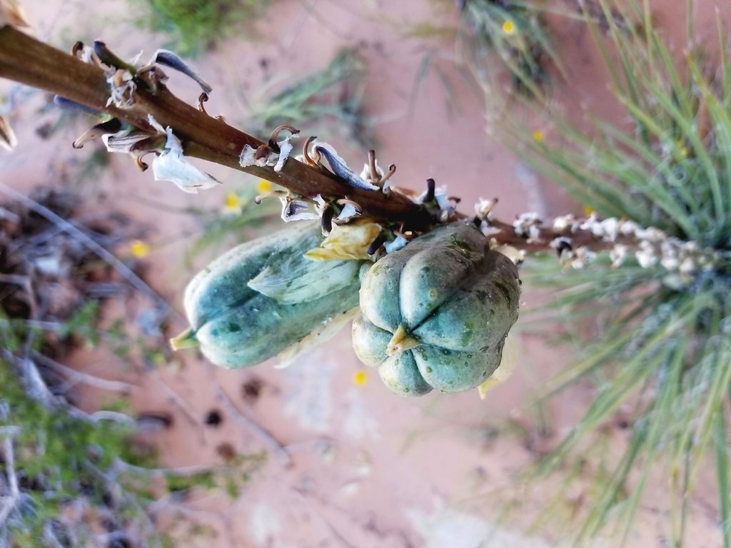 View Original Image