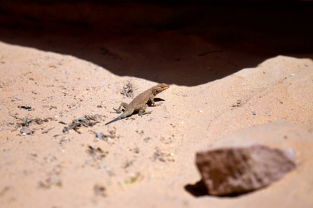 Enlarge photo 52