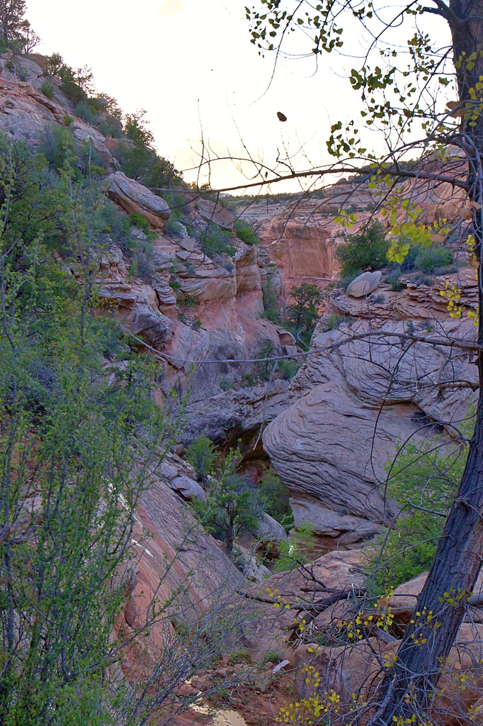 View Original Image