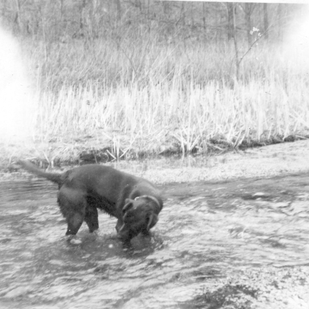 View Original Image