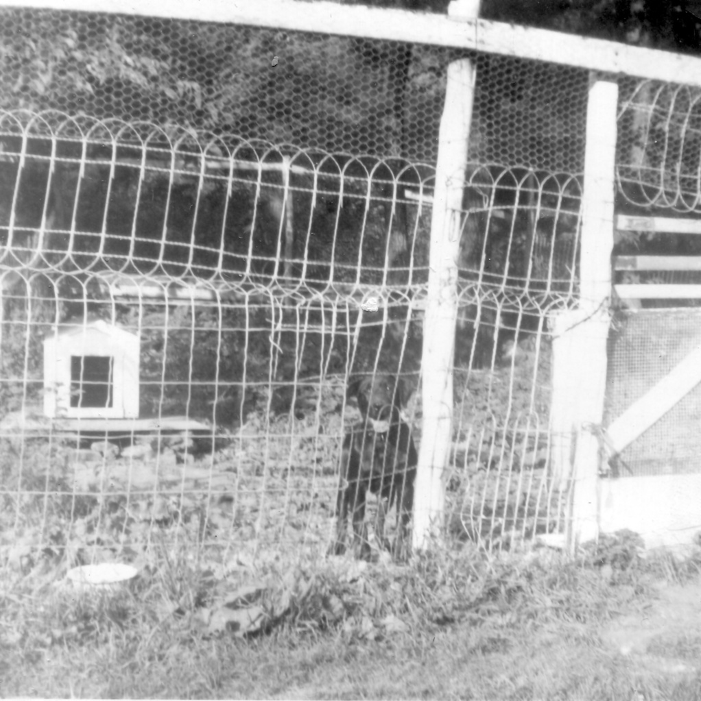 View Original Image