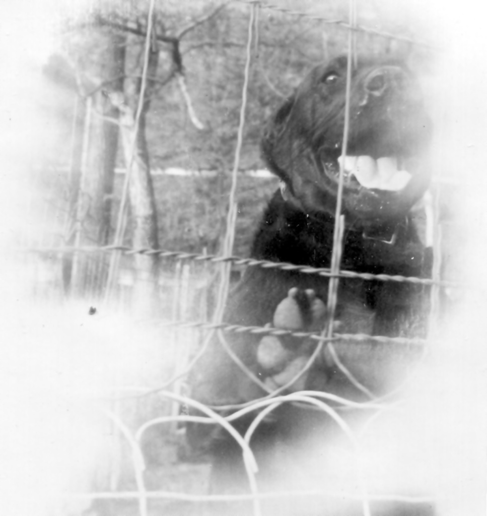 View Original Image