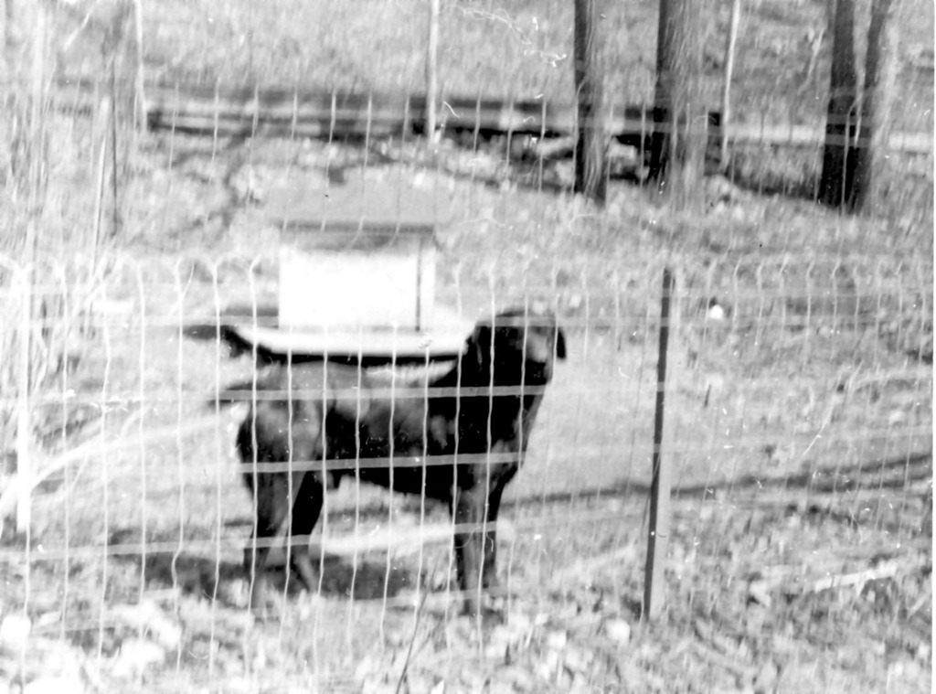 View Original Image